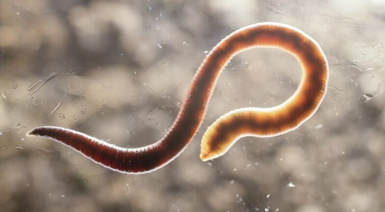 parasitic worm of human body