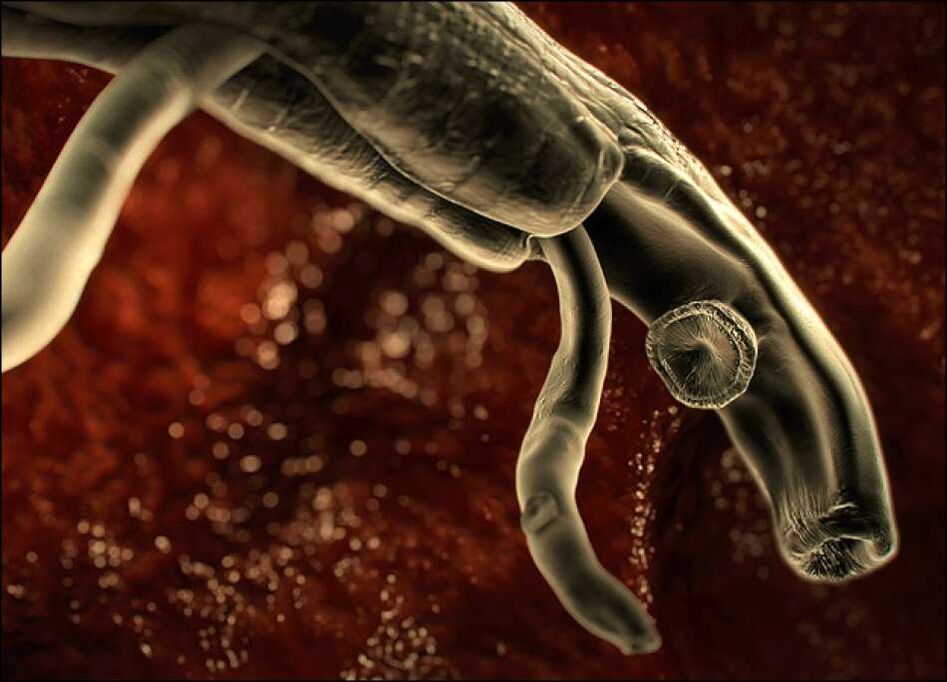 parasites inside the human body