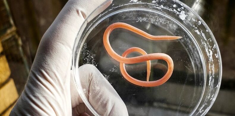 parasite of the human body