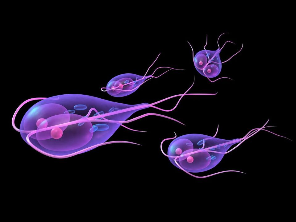 Giardia of the human body
